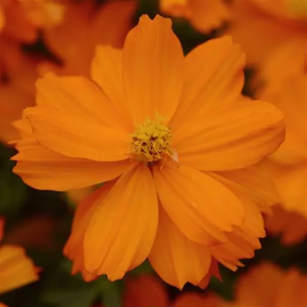 Cosmos Mandarin Cosmos sulphureus 20 semien